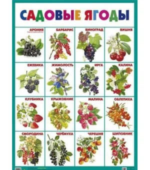 Садовые ягоды