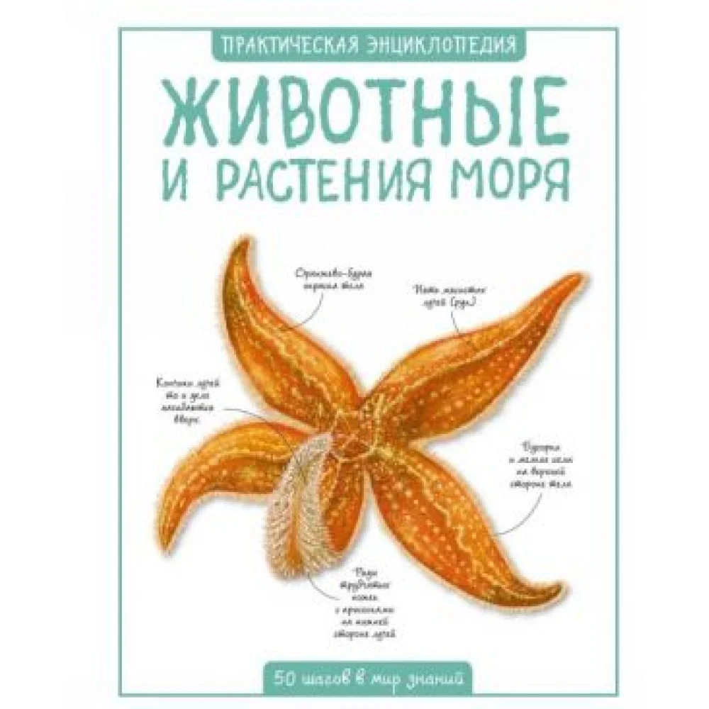 Животные и растения моря Животные и растения моря