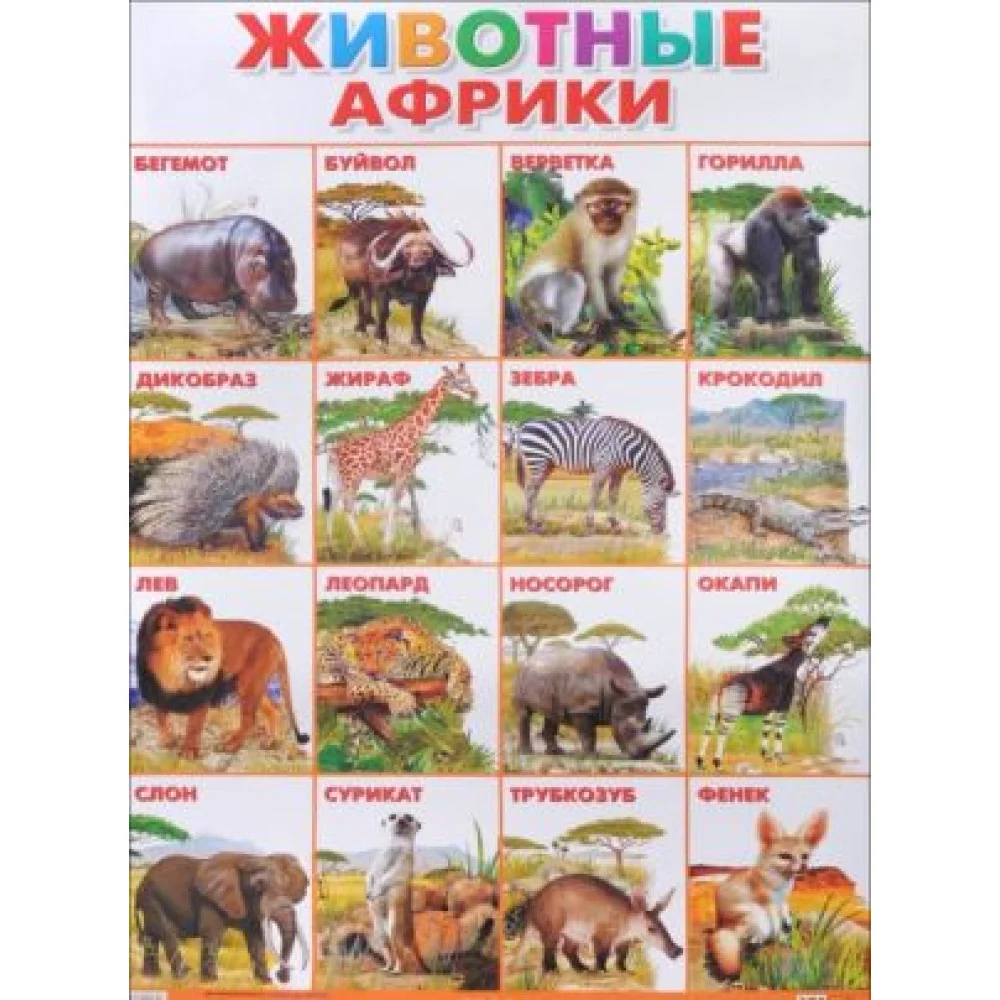 Животные Африки. Плакат Животные Африки. Плакат