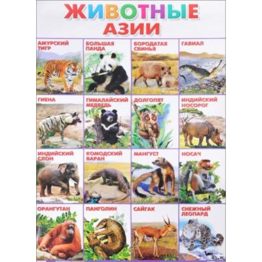 Животные Азии. Плакат Животные Азии. Плакат