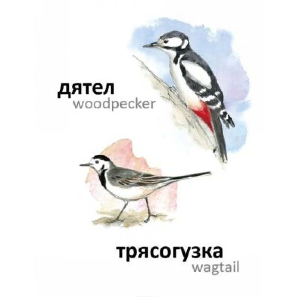Птицы Птицы