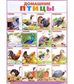 Домашние птицы. Плакат