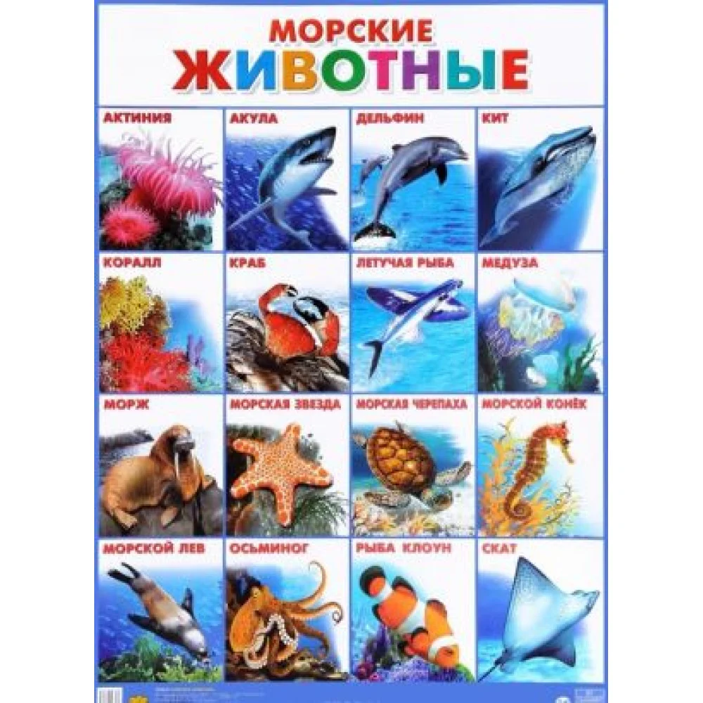 Морские животные. Плакат Морские животные. Плакат