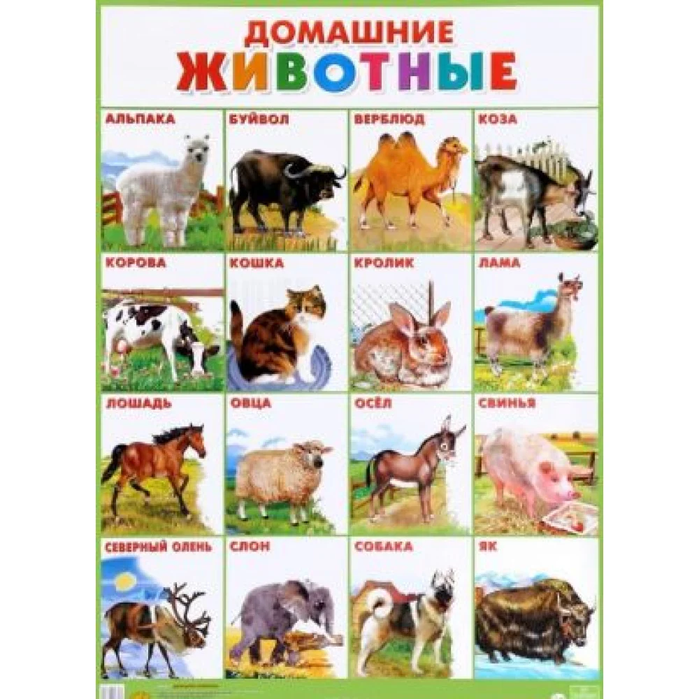 Домашние животные. Плакат Домашние животные. Плакат