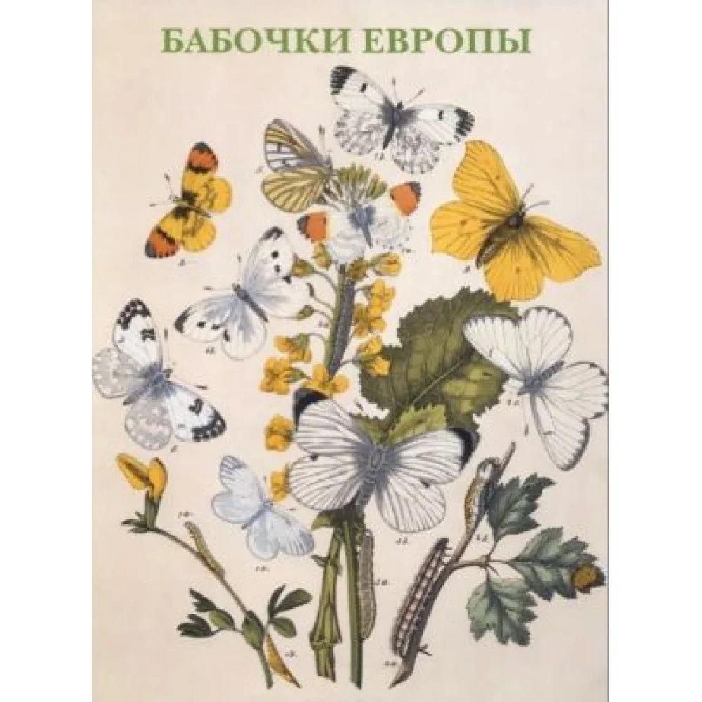 Бабочки Европы. Открытки