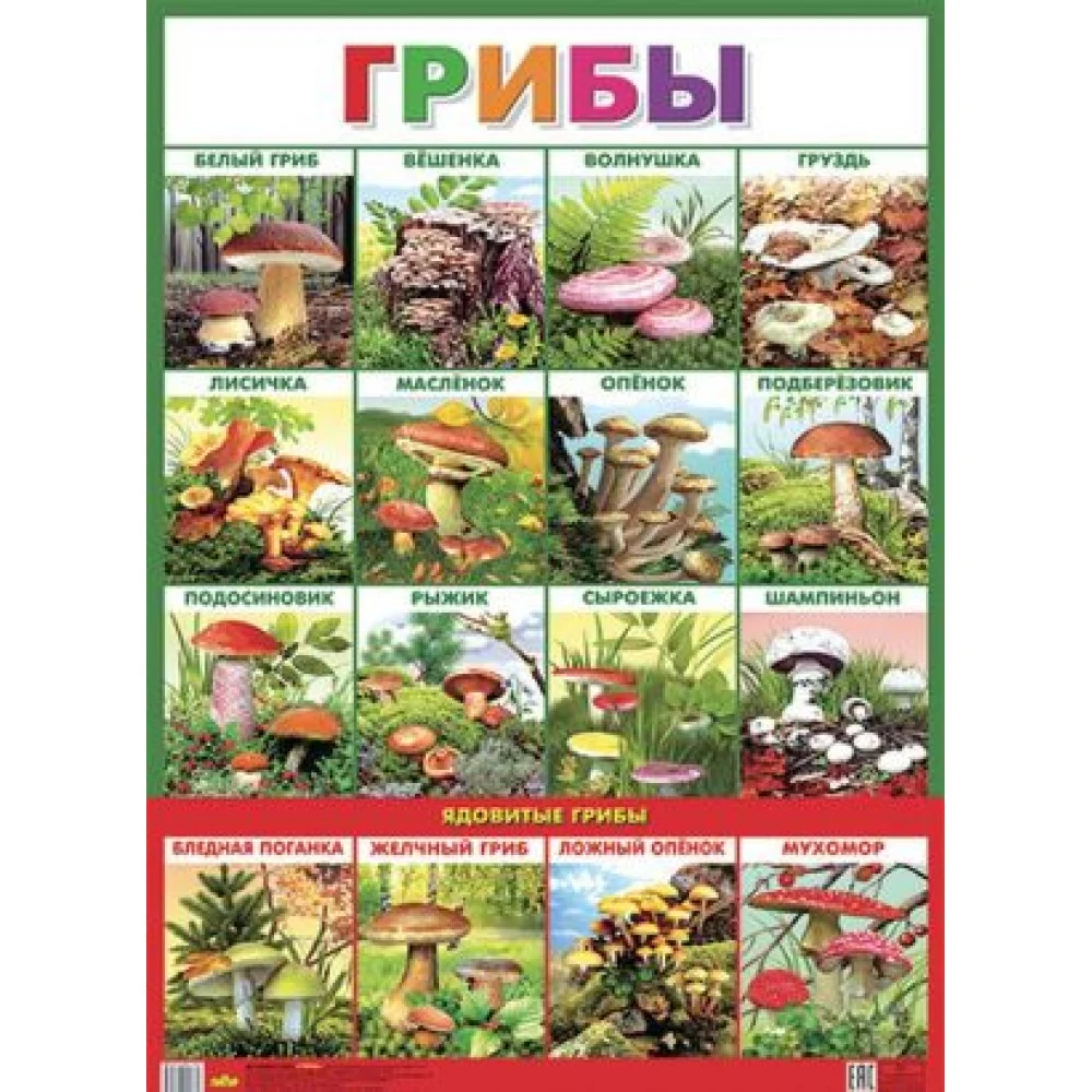 Грибы. Плакат Грибы. Плакат