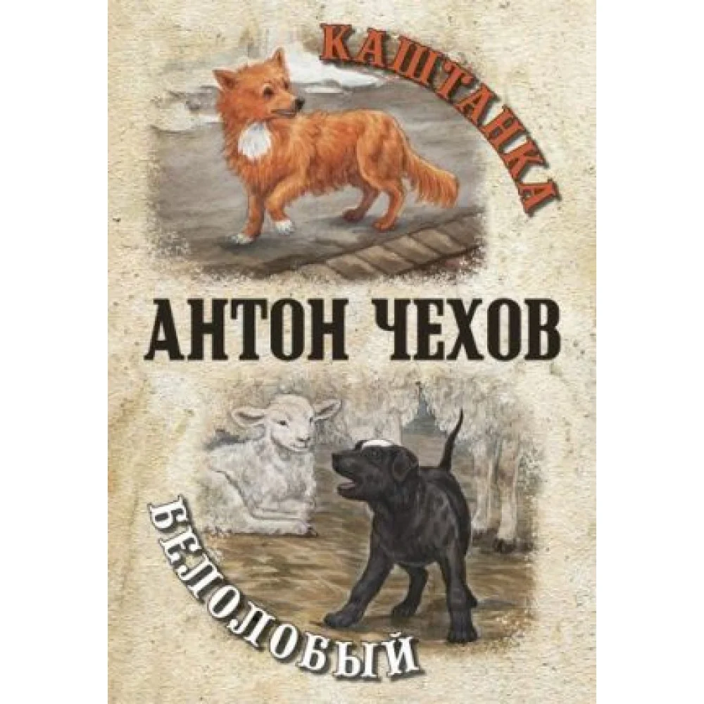Каштанка. Белолобый Каштанка. Белолобый