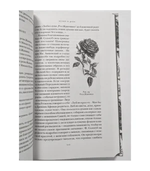 Страстоцвет, или Петербургские подоконники