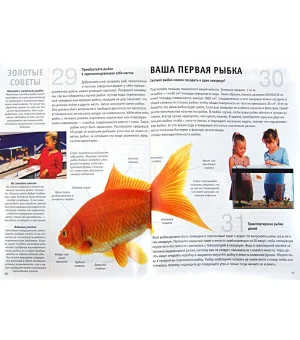 Золотые рыбки. Содержание и уход