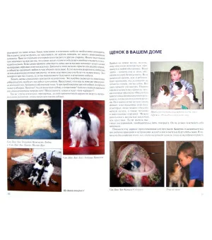 Японский хин. Содержание и уход