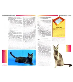 Русская голубая кошка. Содержание и уход