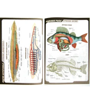 Биология. 7 класс.  Животные. Рабочая тетрадь к учебнику В. Латюшина, В. Шапкина. Вертикаль. ФГОС