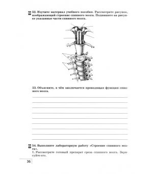 Биология. Человек. 8 класс. Рабочая тетрадь. ФГОС