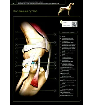 Клиническая 3D-анатомия суставов у собак. Визуальная диагностика. Предрасположенность к патологиям