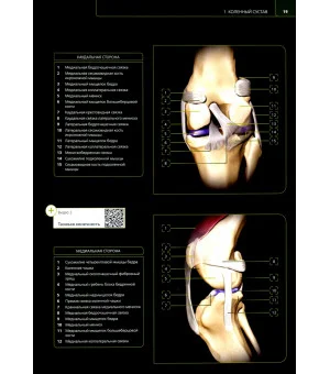Клиническая 3D-анатомия суставов у собак. Визуальная диагностика. Предрасположенность к патологиям
