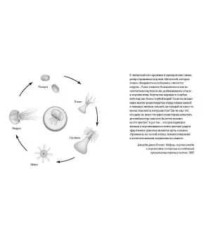 Бесхребетные. Наука о медузах и искусство обретения внутреннего стержня