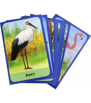 Карточки. Птицы. Интересные факты о каждой птице. 15 карточек