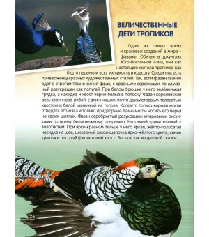 О птичках, рыбках и зверюшках