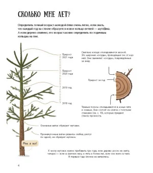 Ёлка и ее родственники