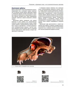 3D-Офтальмология собак