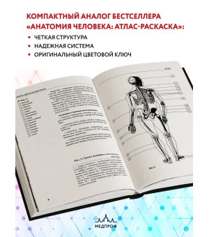 Анатомия человека: компактный атлас-раскраска