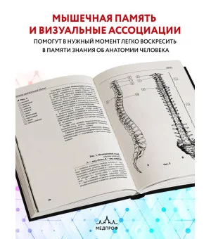 Анатомия человека: компактный атлас-раскраска