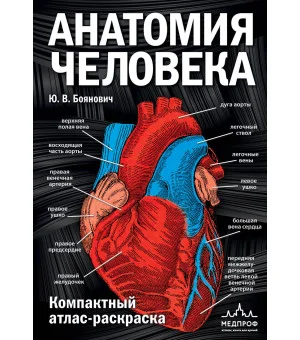 Анатомия человека: компактный атлас-раскраска
