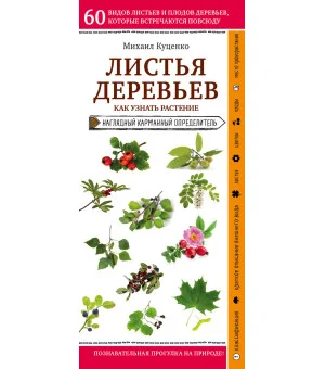 Листья деревьев. Как узнать растение
