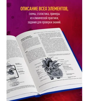 Сердечно-сосудистая система. Анатомия и физиология в покое и при физических нагрузках