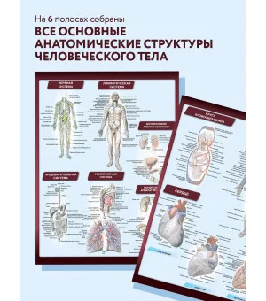 Анатомия. Самая компактная анатомическая таблица