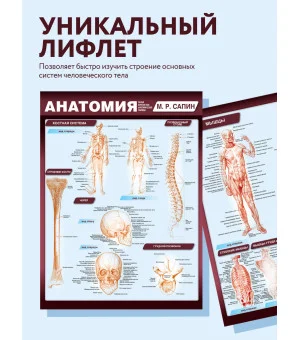 Анатомия. Самая компактная анатомическая таблица