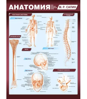 Анатомия. Самая компактная анатомическая таблица