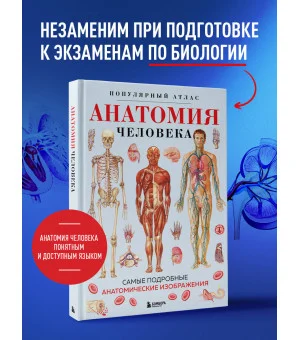 Анатомия человека. Популярный атлас. Самые подробные анатомические изображения