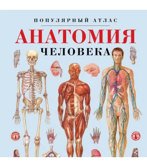 Анатомия человека. Популярный атлас. Самые подробные анатомические изображения