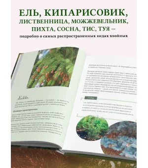 Роскошные хвойные. Виды, посадка, уход Роскошные хвойные. Виды, посадка, уход