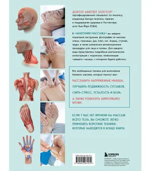 Анатомия массажа. Основы массажа нижней и верхней части тела с анатомическими иллюстрациями