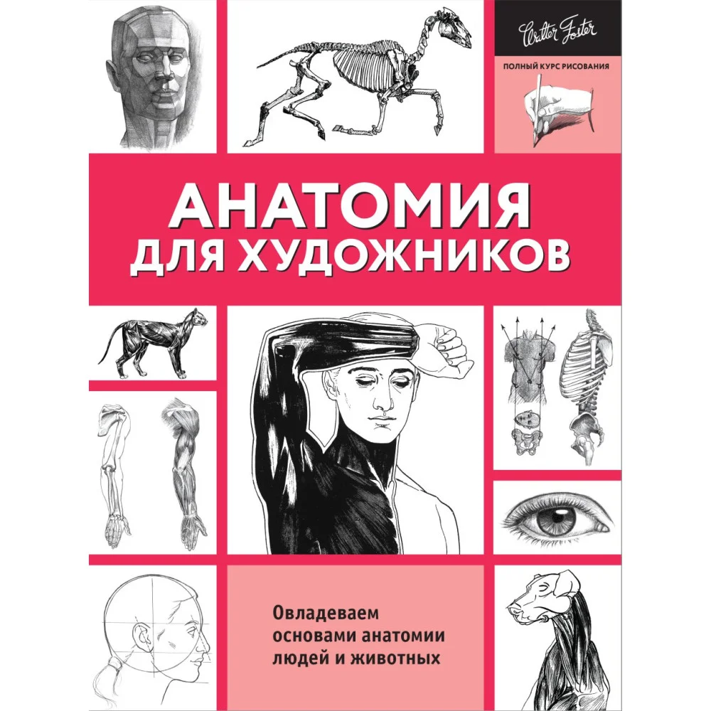 Анатомия для художников Анатомия для художников