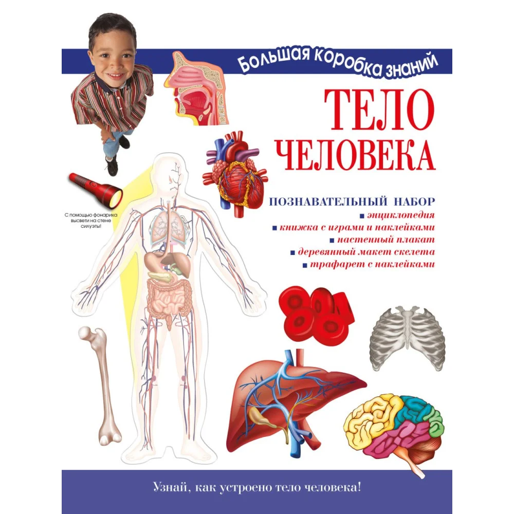 Тело человека. Познавательный набор Тело человека. Познавательный набор