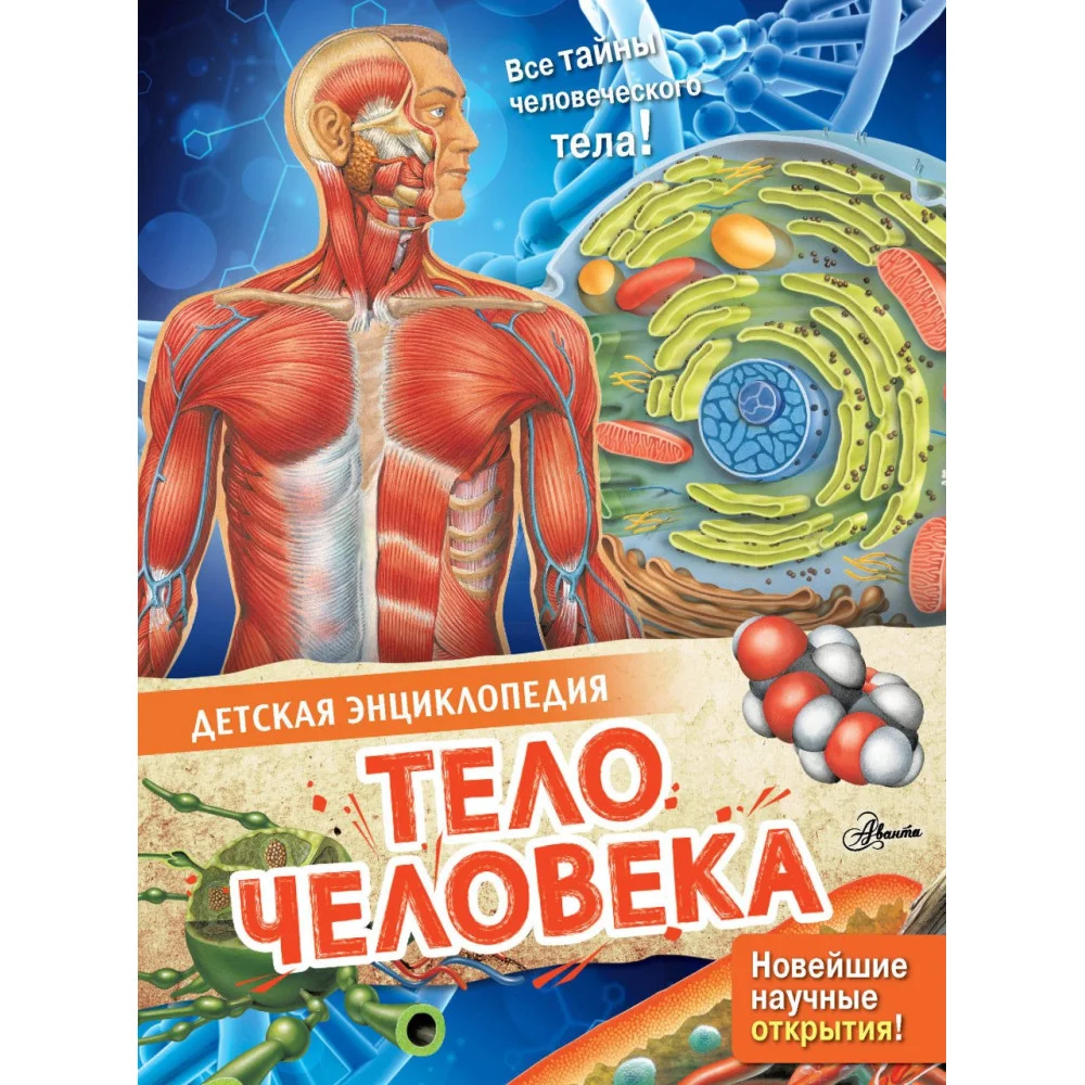 Тело человека Тело человека