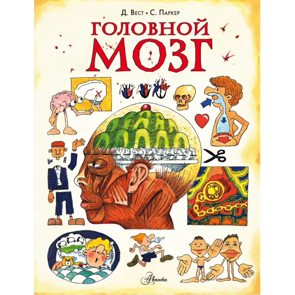 Головной мозг Головной мозг