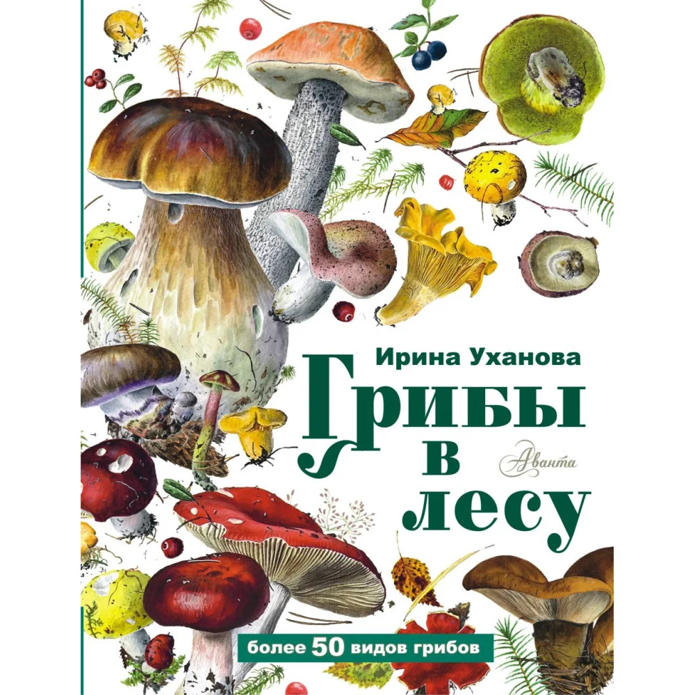 Грибы в лесу Грибы в лесу