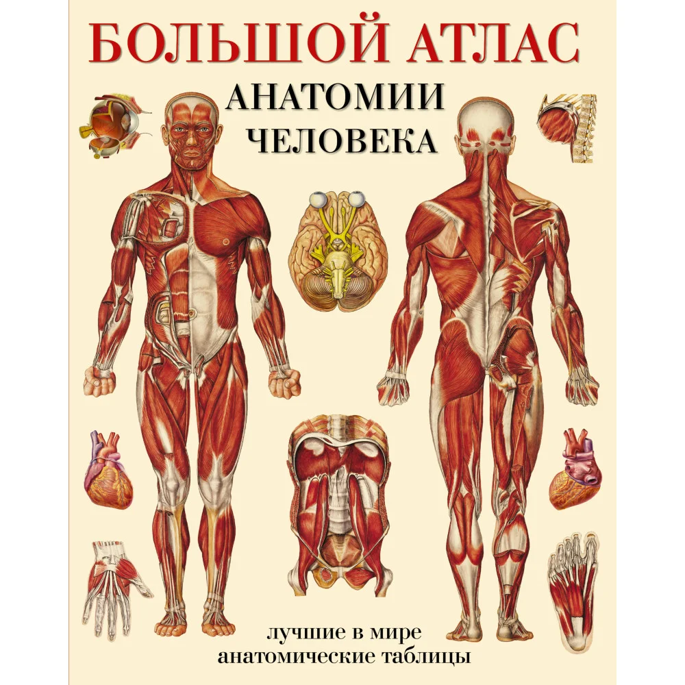 Большой атлас анатомии человека Большой атлас анатомии человека