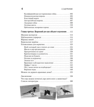 Самые умные птицы на свете. Вороны
