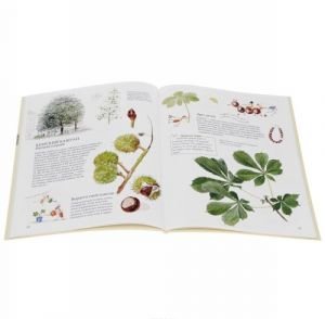 Софи в мире деревьев