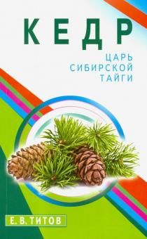 Кедр - царь сибирской тайги