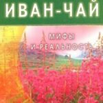 Иван-чай. Мифы и реальность