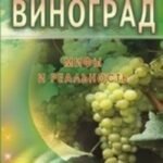 Виноград. Мифы и реальность