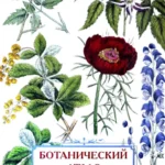 Ботанический атлас. Карл фон Гофман
