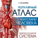 Популярный атлас анатомии человека. Сердечно-сосудистая система