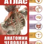 Атлас анатомии человека